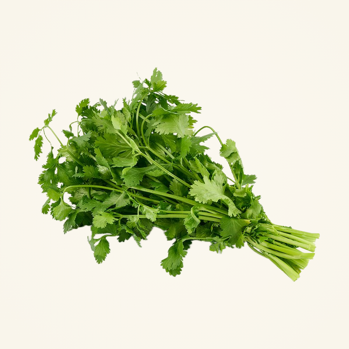 Coriander